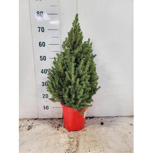 PICEA GL CONICA