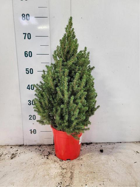 <h4>PICEA GL CONICA</h4>