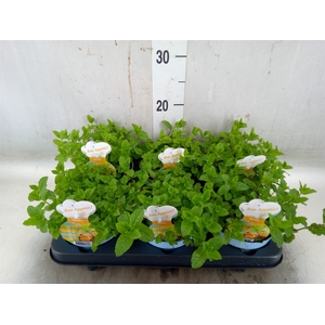 Mentha spicata