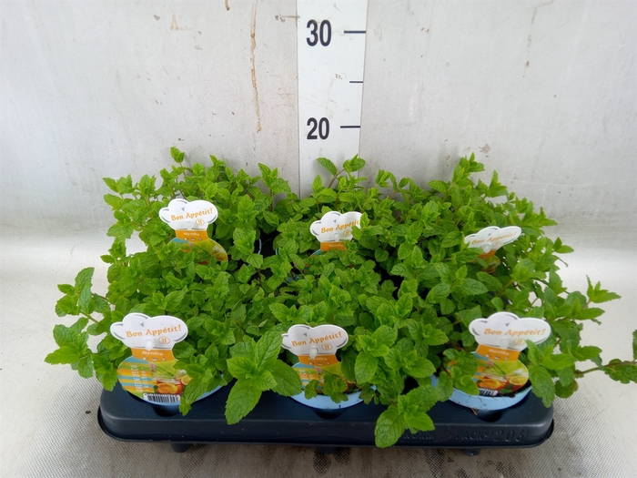 <h4>Mentha spicata</h4>