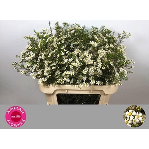 CHAME UN WEDDING DAY