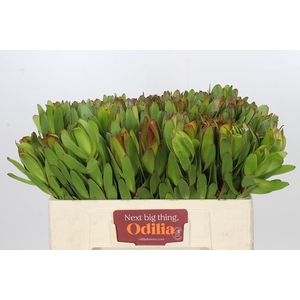 Leucadendron Goldstrike