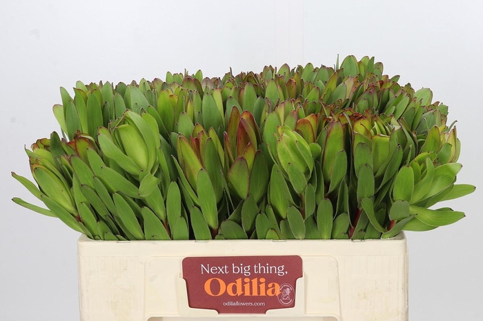 <h4>Leucadendron Goldstrike</h4>