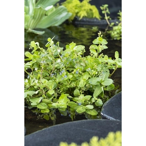 Veronica beccabunga