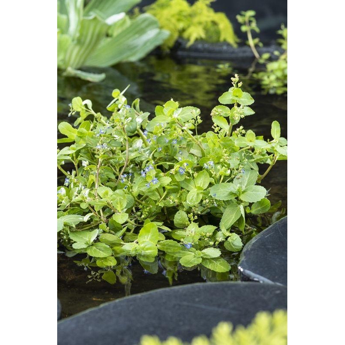 <h4>Veronica beccabunga</h4>