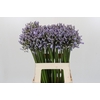 Agapanthus Silberpfeil
