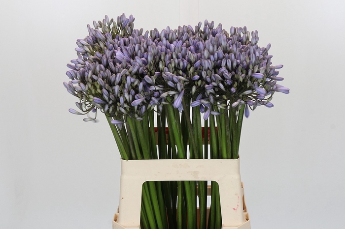 <h4>Agapanthus Silberpfeil</h4>
