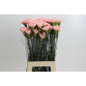 Dianthus St Sarah Pink