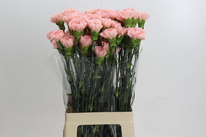 Dianthus St Sarah Pink