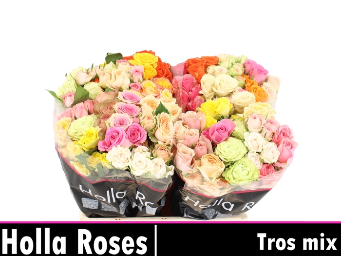 <h4>R Tr Tros Mix</h4>