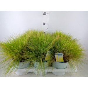 Festuca glauca 'Amigold'