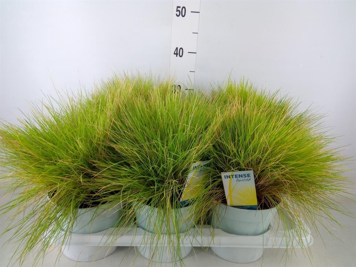 <h4>Festuca glauca 'Amigold'</h4>