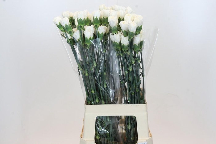 Dianthus St Moonlight