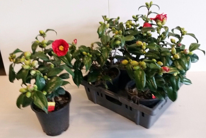 <h4>CAME JAPONICA</h4>