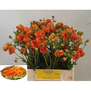 GEUM TROPICAL TEMPEST GEUM TROPICAL