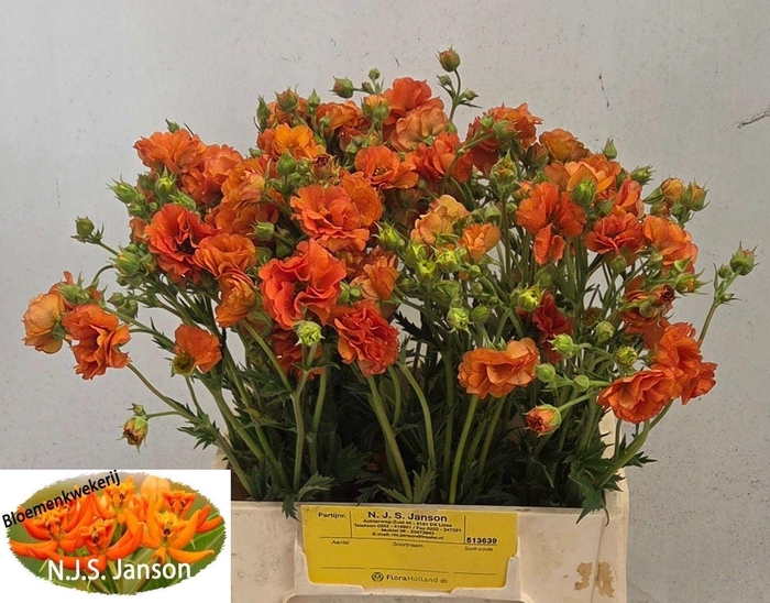 <h4>GEUM TROPICAL TEMPEST GEUM TROPICAL</h4>