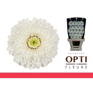 Germini Pomponi Amando Diamond