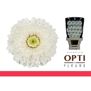 GE MB AMANDO-Diamond