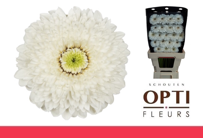 <h4>Germini Pomponi Amando Diamond</h4>