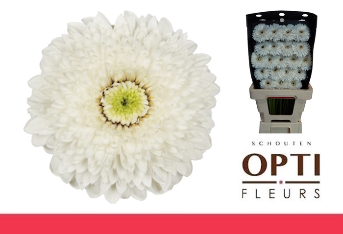 <h4>Germini Pomponi Amando Diamond</h4>