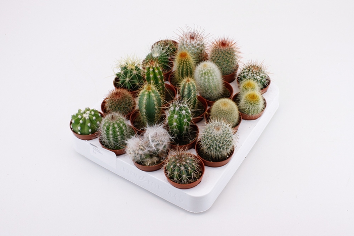 <h4>Cactus mix</h4>