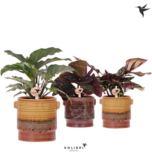 Kolibri Greens Calathea mix in Sunset pot mix