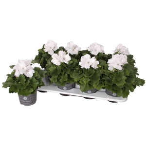 Pelargonium Pelargonium Grandifloru