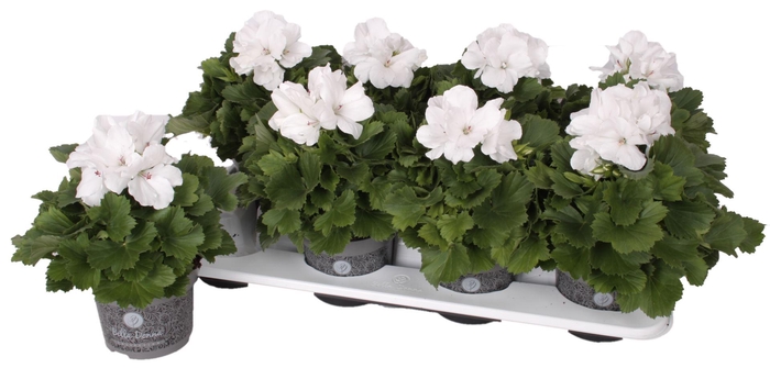 <h4>Pelargonium Pelargonium Grandifloru</h4>