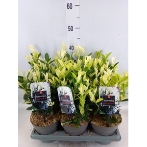 Euonymus japon. 'Extravaganza'