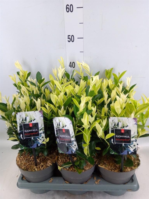 <h4>Euonymus japon. 'Extravaganza'</h4>