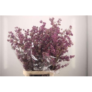 Callicarpa Bod Profu