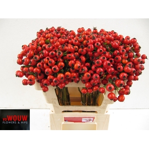 ROSA MANDARIN HIPHOP