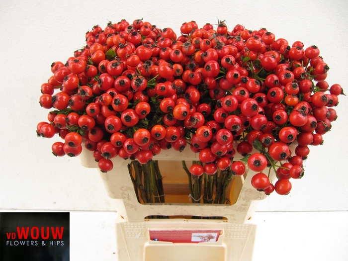 <h4>ROSA MANDARIN HIPHOP</h4>
