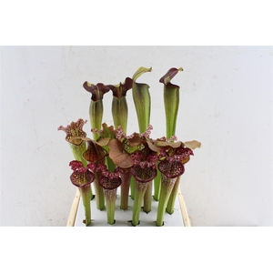 Sarracenia Mix