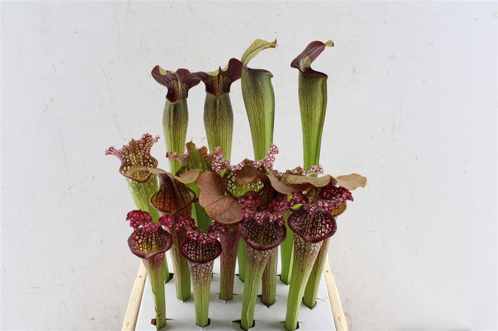 <h4>Sarracenia Mix</h4>