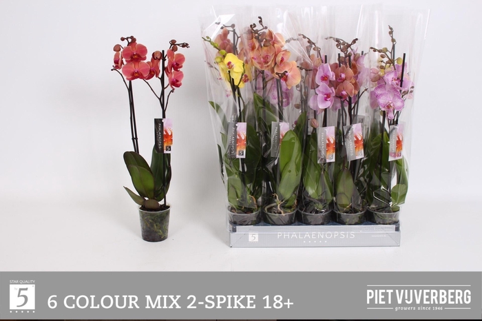 <h4>PHAL GEM 6 KL</h4>