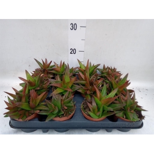 Haworthia pumila 'West Jogoo'