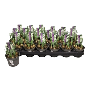 Galanthus nivalis   ...in pot