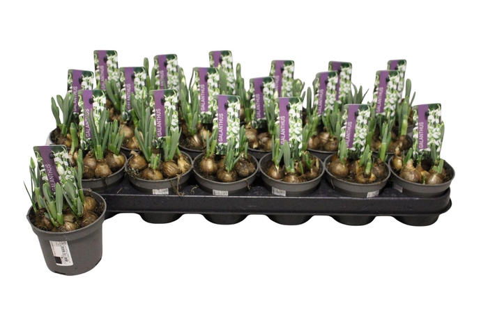 <h4>Galanthus nivalis   ...in pot</h4>