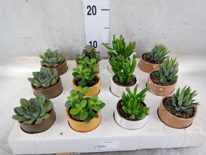 <h4>Succulents   ...</h4>