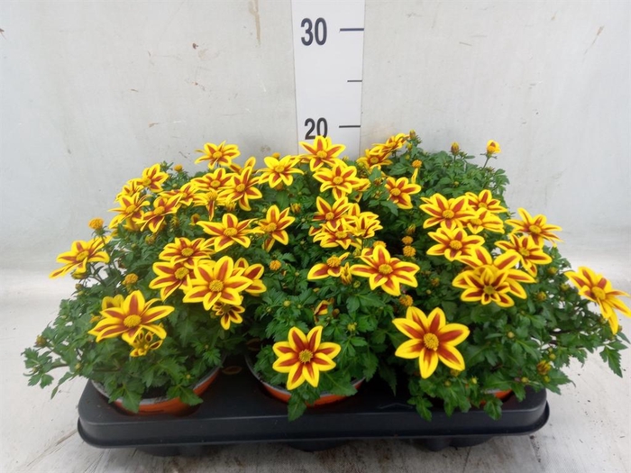 <h4>Bidens   ...</h4>