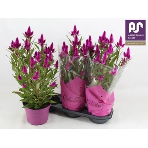 CEL DEEP PURPLE
