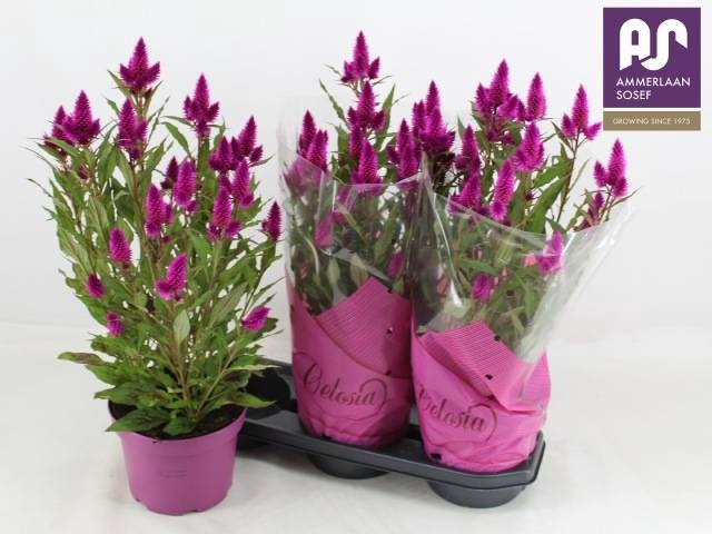 <h4>CEL DEEP PURPLE</h4>
