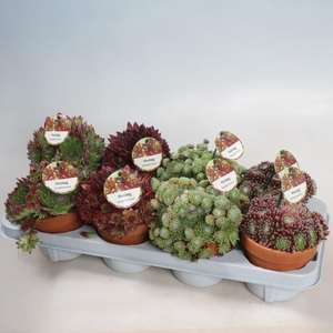 SEMPERVIVUM-HYBRID P12