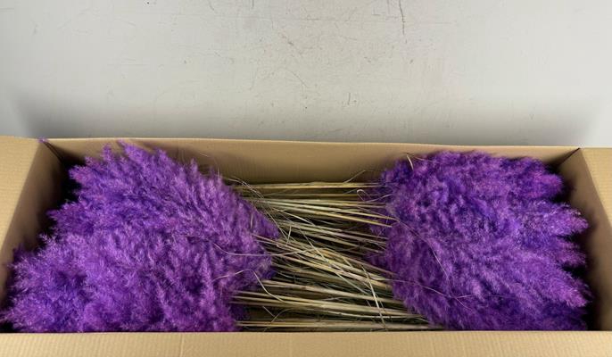 <h4>Df Pampas 115cm Milka</h4>