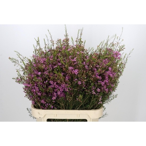 Chamelaucium Eden