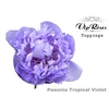 PAEONIA TROPICAL VIOLET