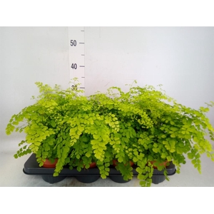 Adiantum raddi. 'Fragrans'