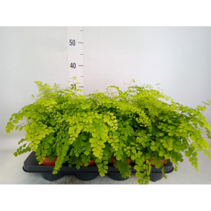 <h4>Adiantum raddi. 'Fragrans'</h4>