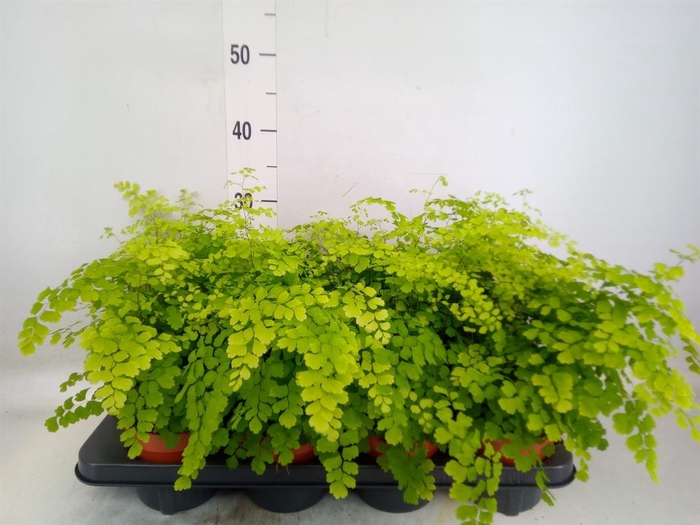 <h4>Adiantum raddi. 'Fragrans'</h4>